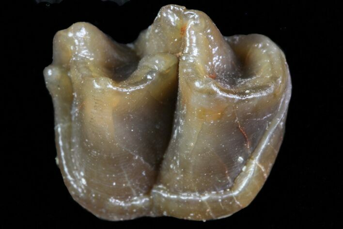 Oligocene Horse (Mesohippus) Tooth #73637